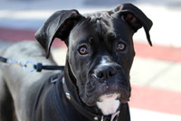 DeLand Dog Parade 1.24.15